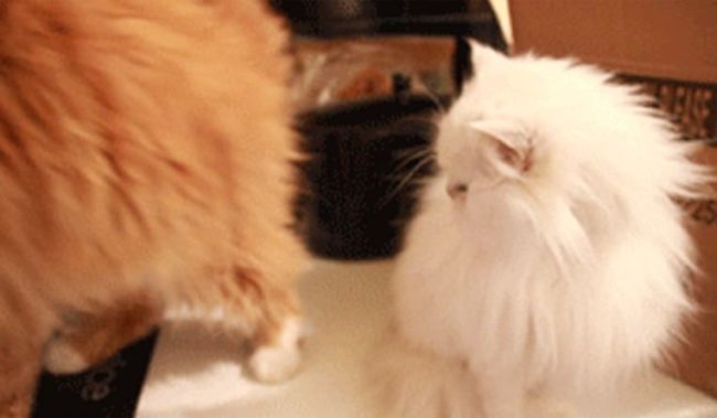 bumaga-vs-it-v-hr-fight bumaga-vs-it-v-hr-fight