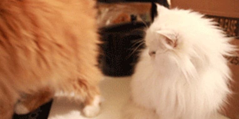 bumaga-vs-it-v-hr-fight